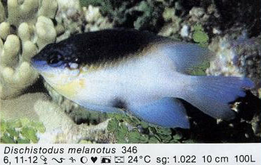 Dischistodus melanotus